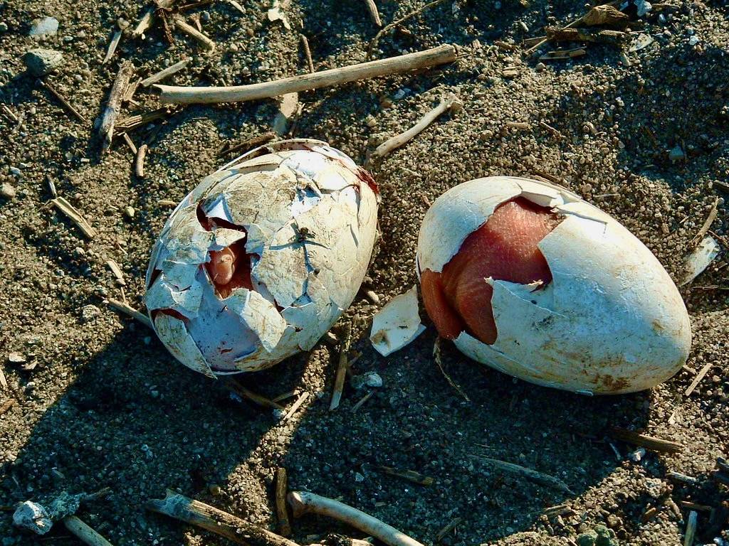 Hard Work by Laura Hubers / USFWS Mountain Prairie is licensed under CC BY 2.0. At Bitter Lake Nesting Colony